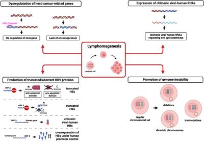 New insights into hepatitis B virus lymphotropism: Implications for HBV-related lymphomagenesis